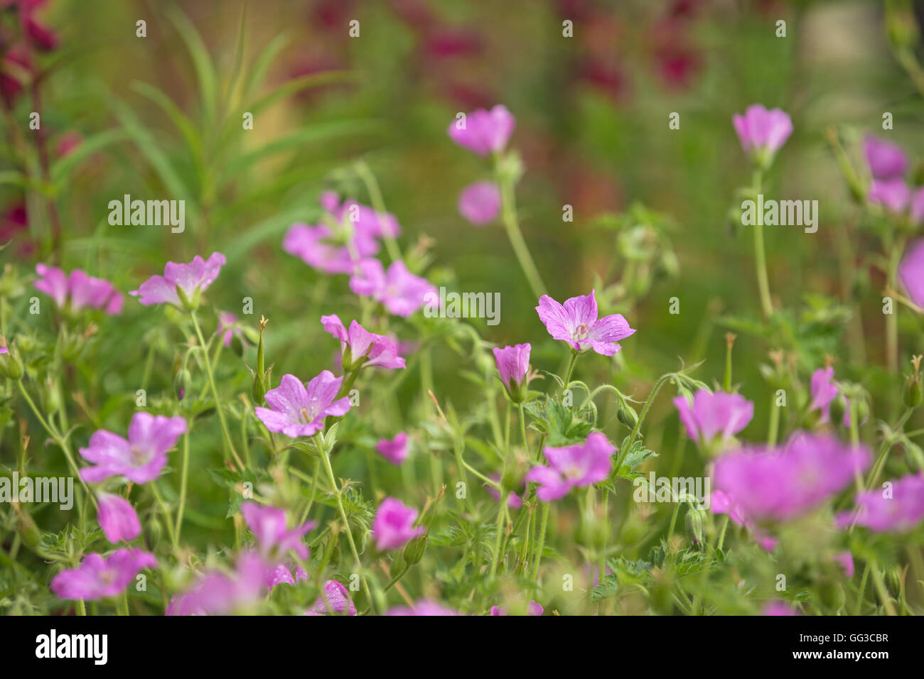 Fleurs rose. Banque D'Images