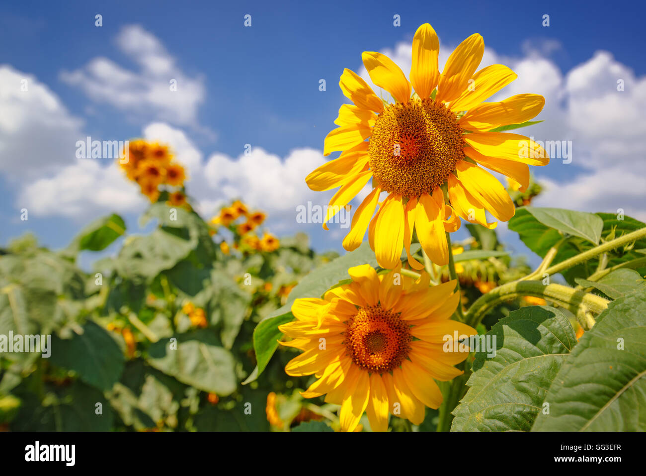 Têtes de tournesol en fleurs culture en champ, selective focus Banque D'Images