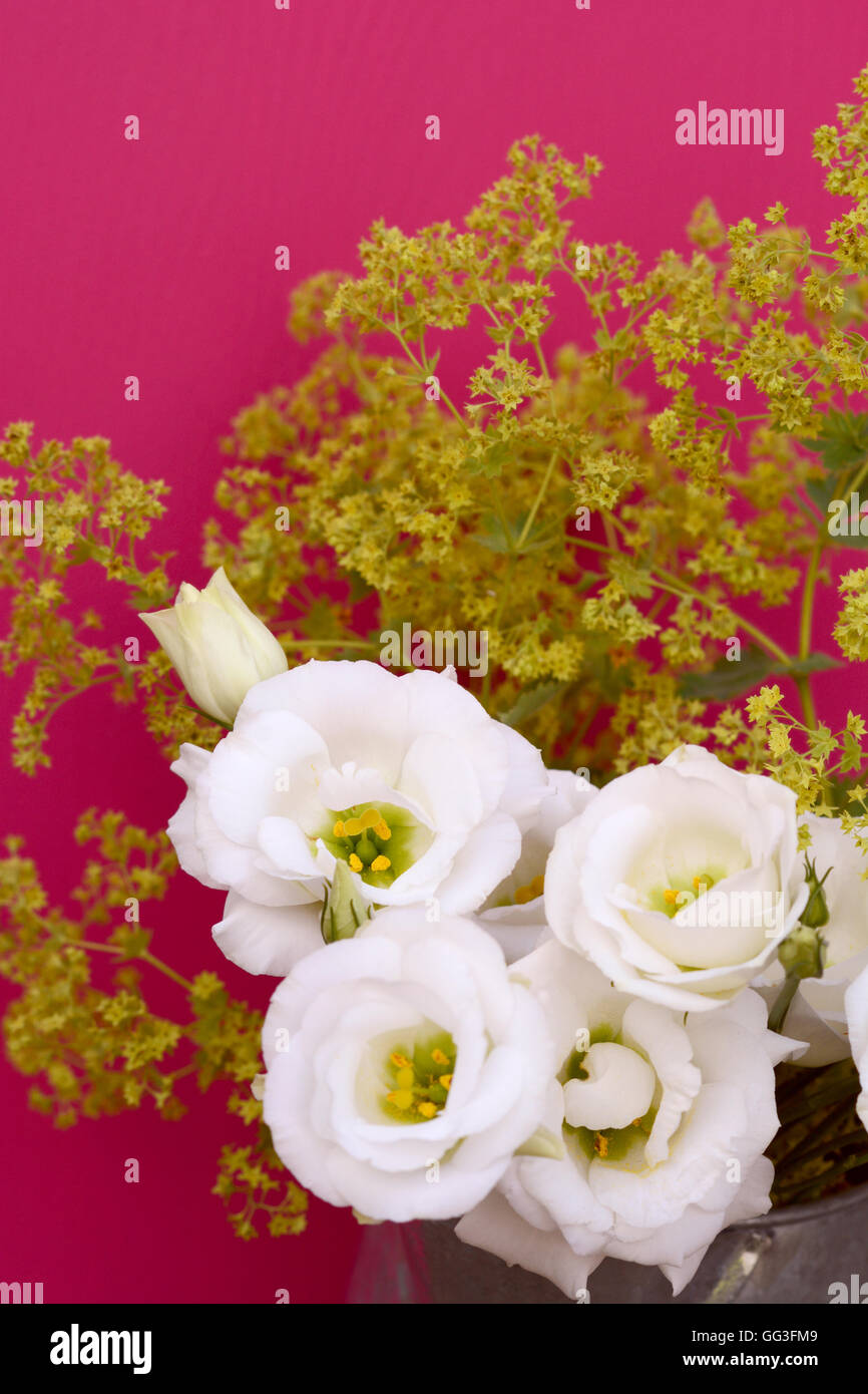 Tulipe blanche fleurs de la gentiane et frondy Alchemilla mollis contre un fond rose profond Banque D'Images