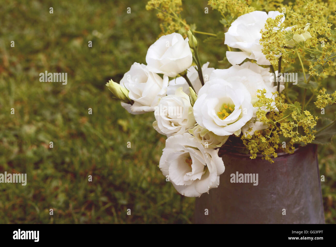 Vintage metal pitcher de gentianes et prairie blanc manteau sur l'herbe délicate ladys Banque D'Images