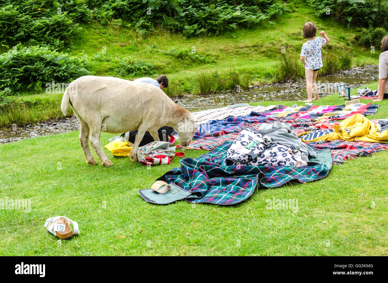 Un mouton étudie les restes d'un pique-nique de la famille moulin à carder à vallée. Banque D'Images