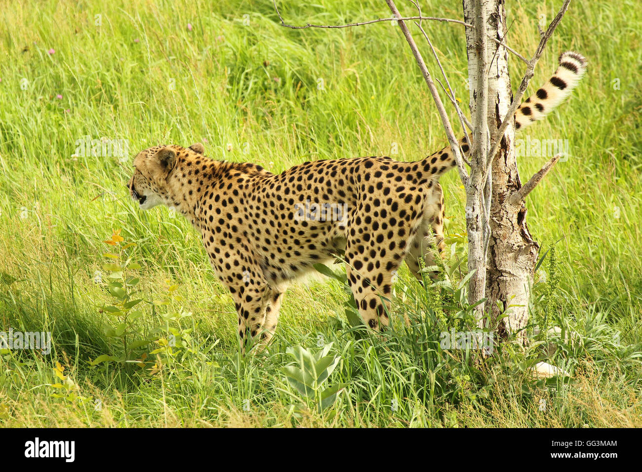 Un guépard marquage d'un arbre dans son territoire. Banque D'Images