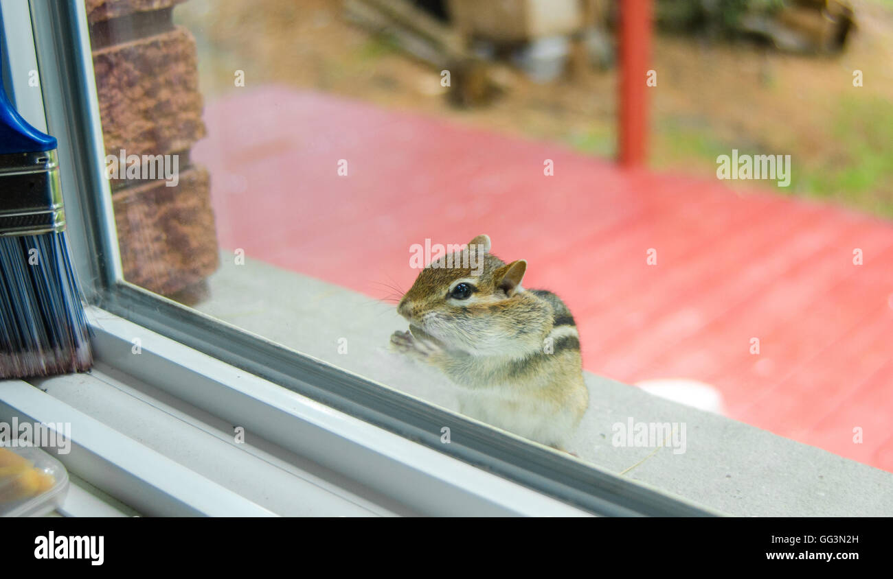 Un mignon et attachant le tamia rayé mange des arachides alors que sur le site à travers la vitre de l'extérieur. Banque D'Images