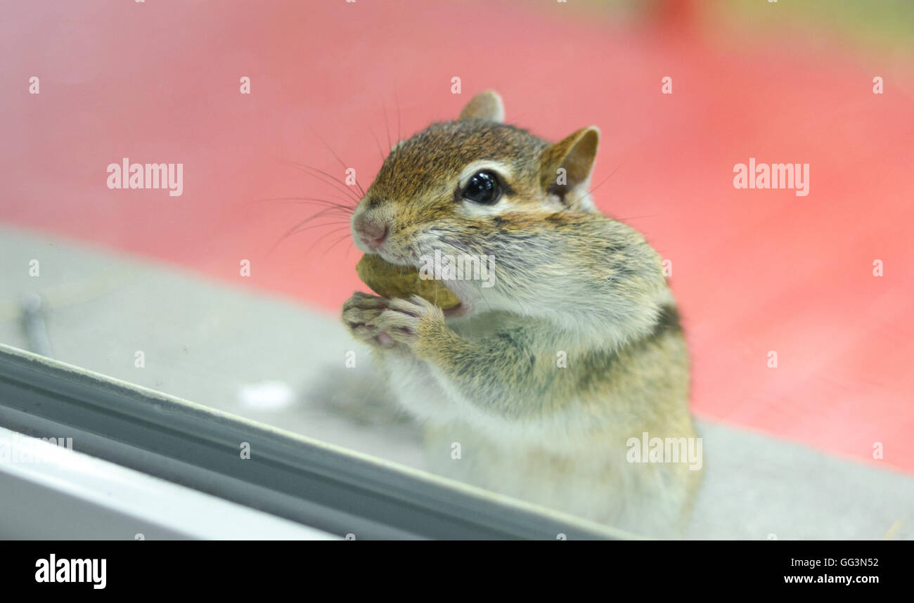 Un mignon et attachant le tamia rayé mange des arachides alors que sur le site à travers la vitre de l'extérieur. Banque D'Images