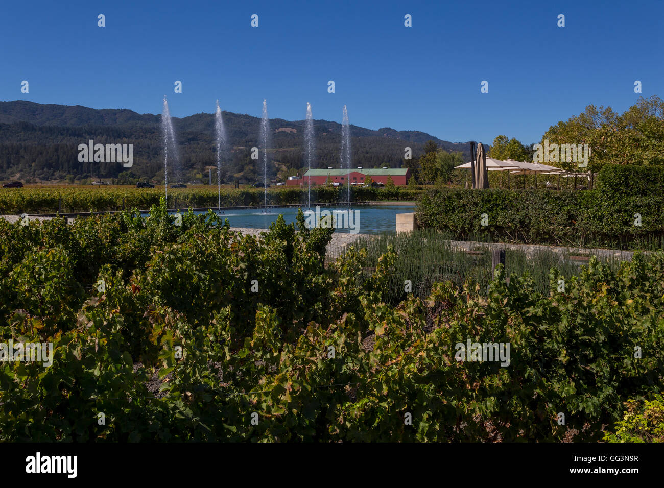 Vigne, raisin vignoble, dégustation en plein air terrasse. Piscine dégustation de vin, fontaines, Alpha Omega Winery, Napa Valley, Californie Banque D'Images