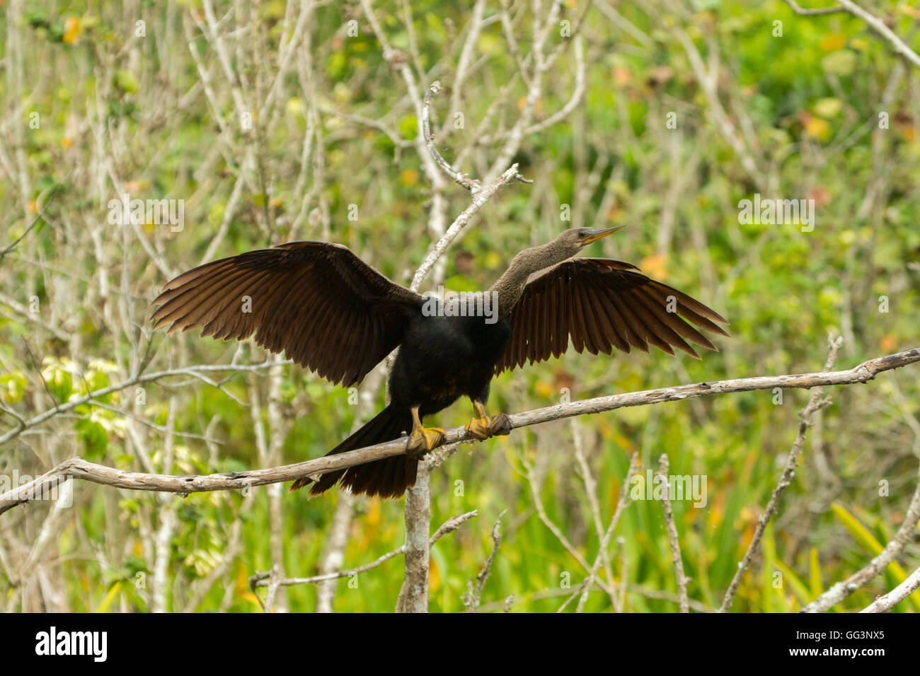 Anhinga Anhinga anhinga, San Blas Nayarit, Mexique 7 mâles immatures Juin en remplaçant 1 plumage. Anhingidae Banque D'Images