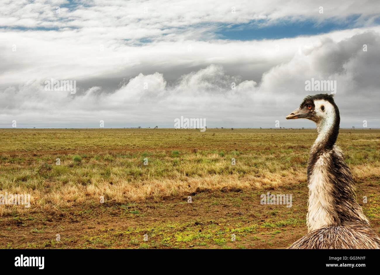 Outback aride de l'Australie, après un peu de pluie Banque D'Images