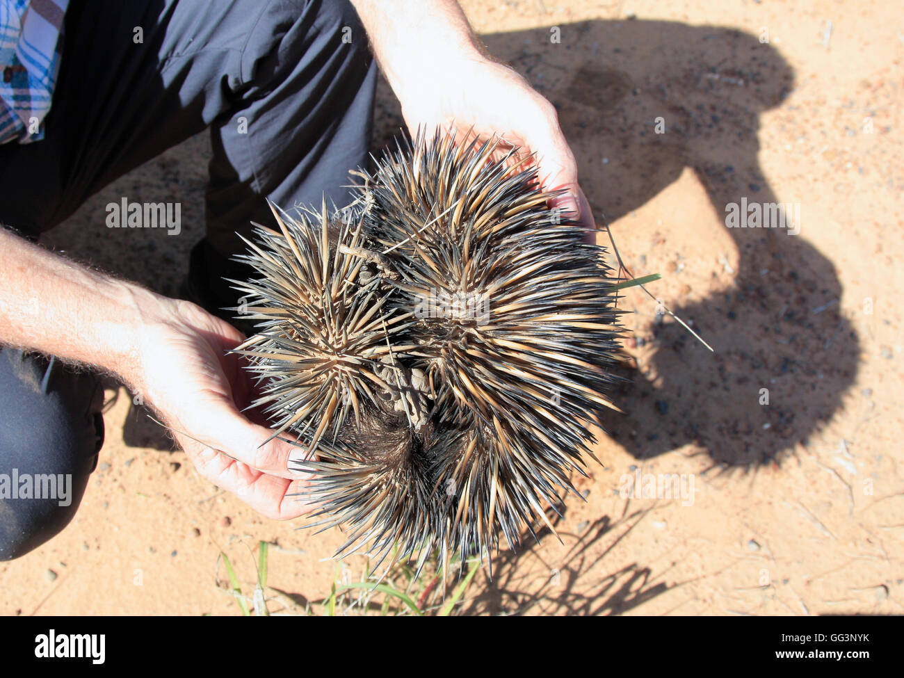 Une personne détenant l'échidné et Banque D'Images
