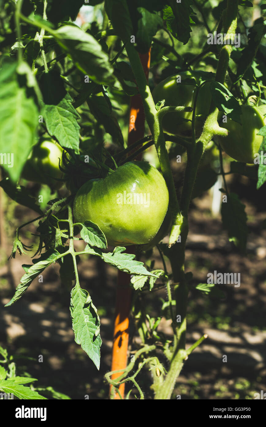 Sur tomate mûre vert dans la direction verticale, potager Banque D'Images