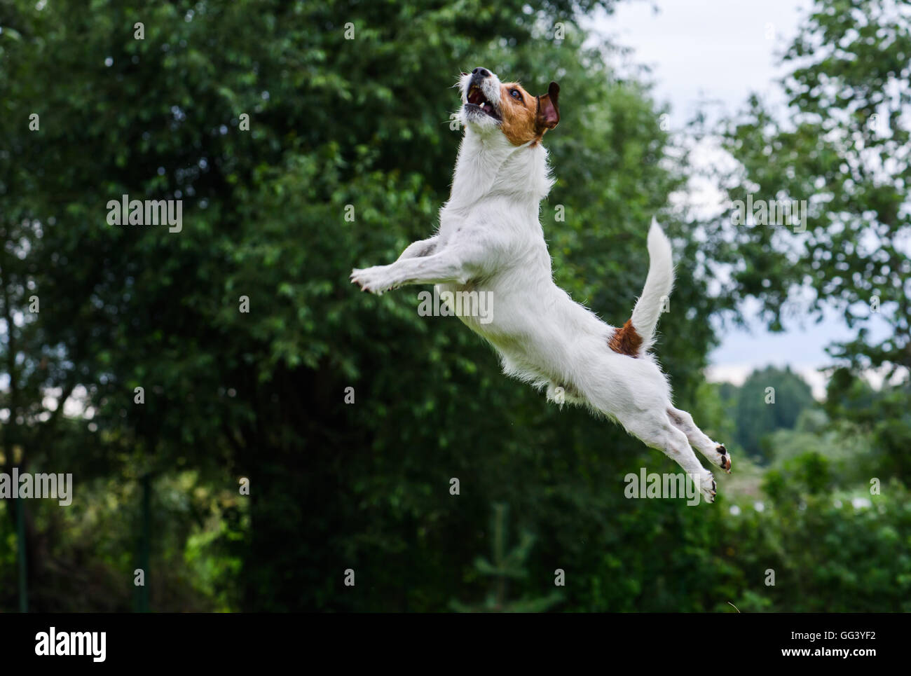 L'agilité : terrier de saut et de haut vol. Banque D'Images