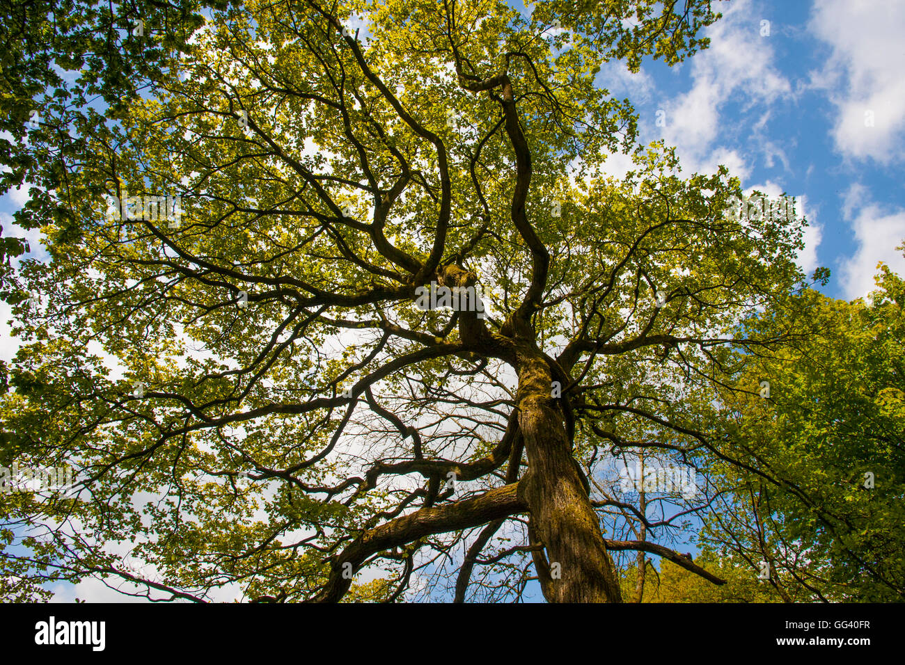 Haut Oak tree branches Banque D'Images