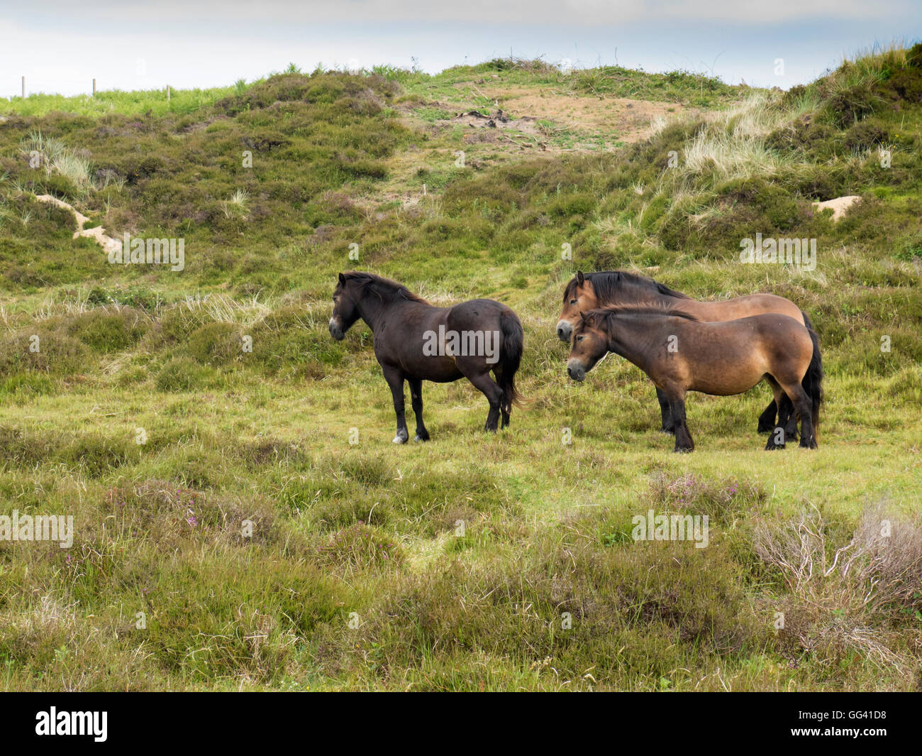 Poneys Exmoor sur Murlough comté de Down en Irlande du Nord Banque D'Images