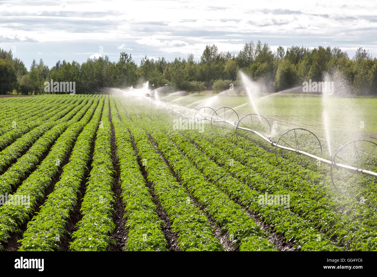 Ligne de roue d'exploitation du système d'irrigation en champ de pommes de terre. Banque D'Images