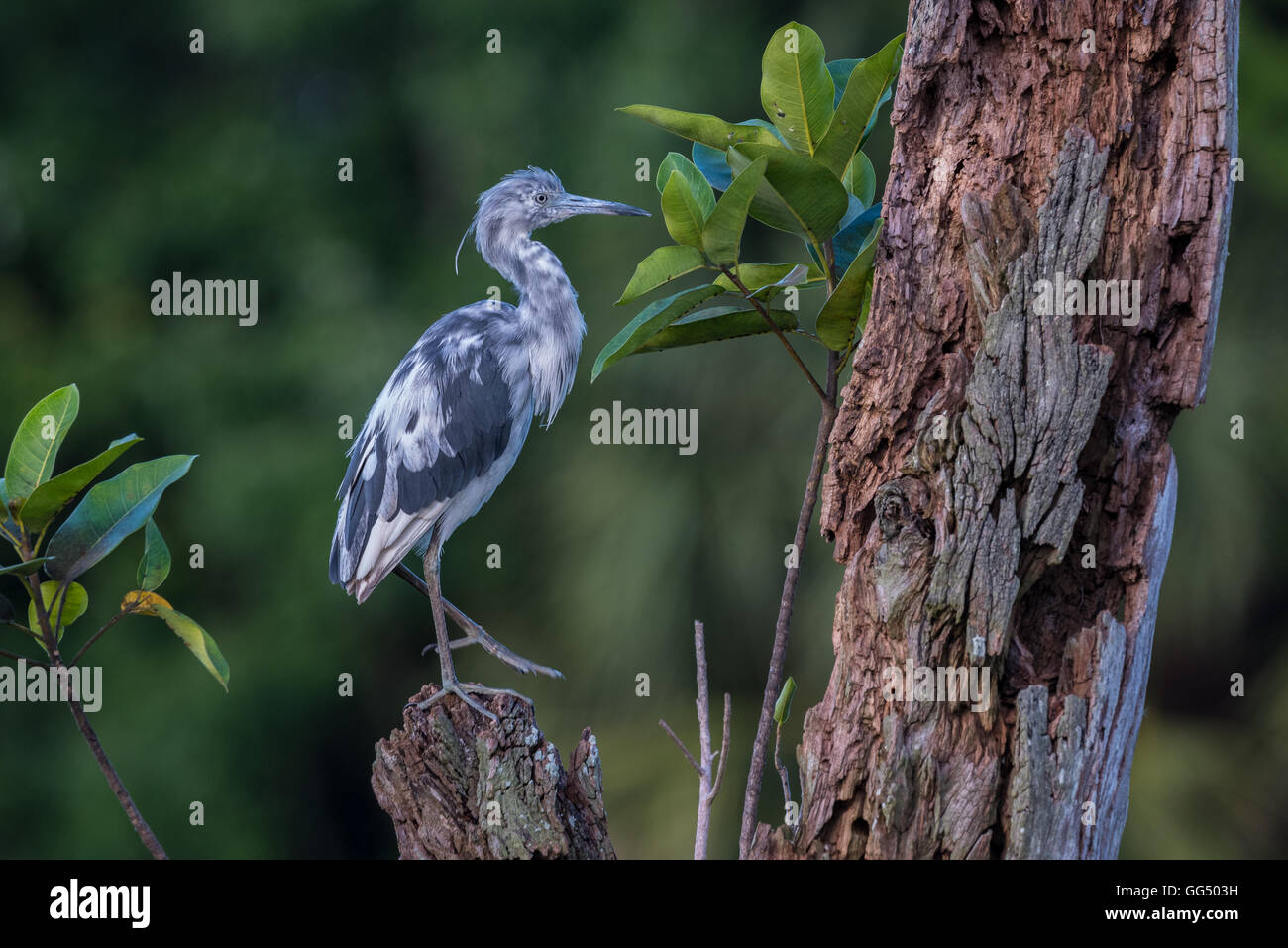 Bebe Heron Banque D Image Et Photos Alamy