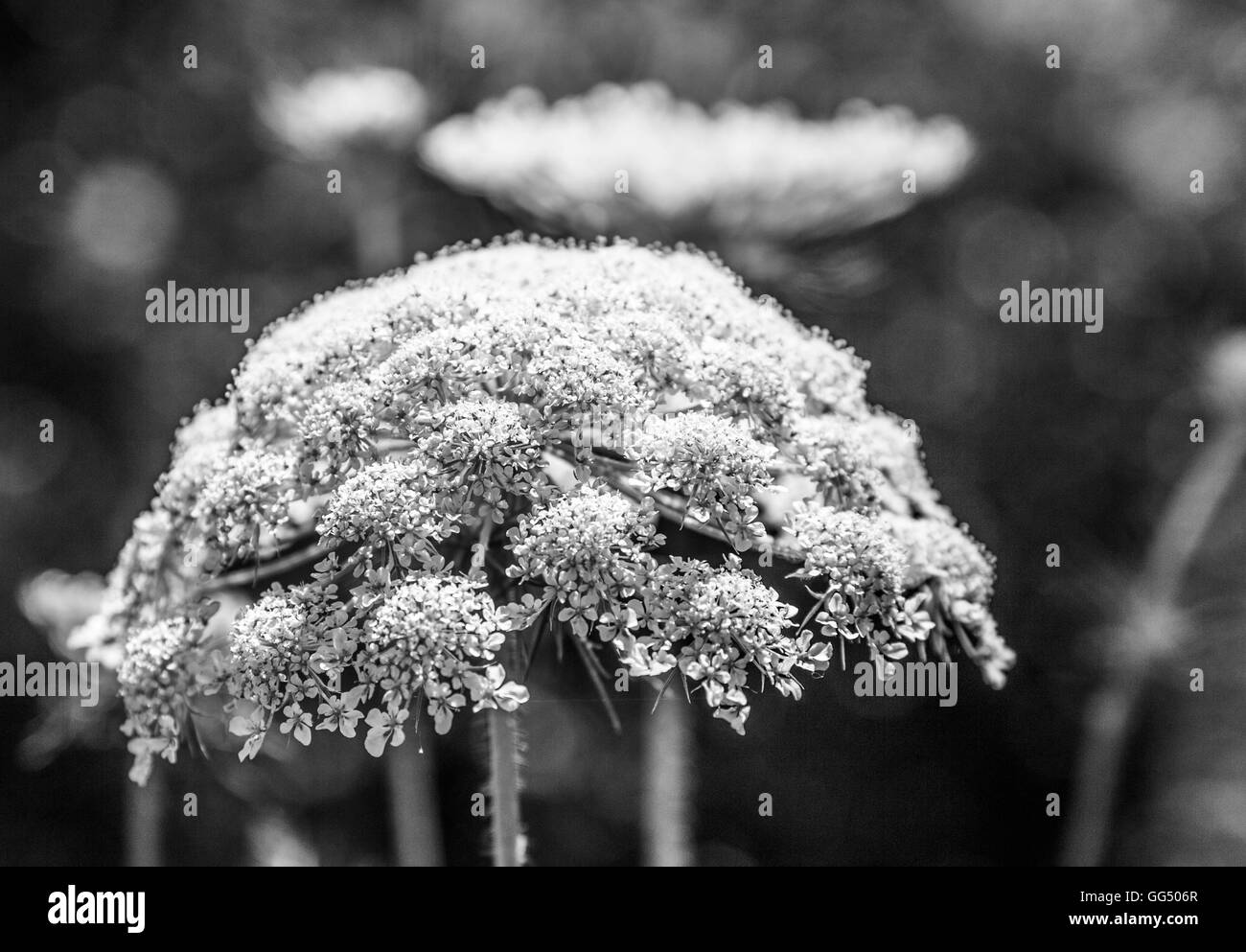 Queen Anne's lace en noir et blanc Banque D'Images