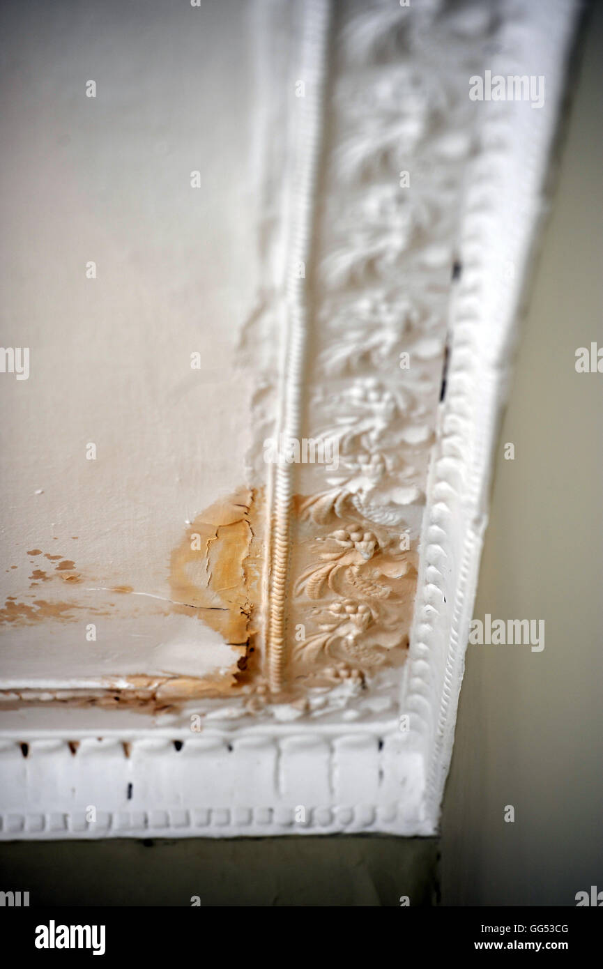 Les dégâts d'eau au plafond et corniche dans une maison de ville géorgienne UK Banque D'Images