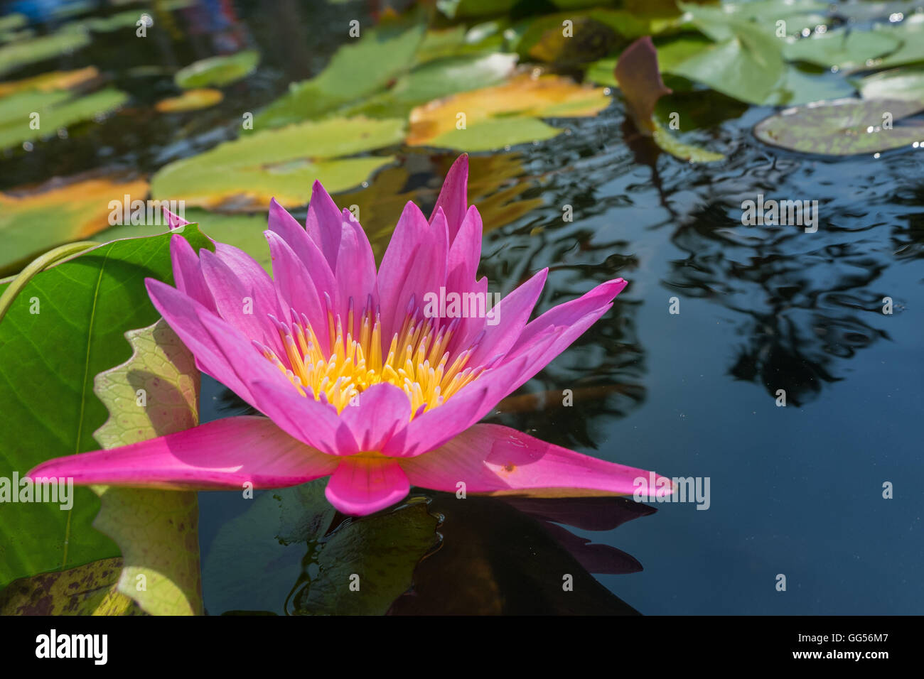 Fleur de Lotus rose en couleur pourpre violet avec des feuilles vertes dans la nature. L'étang de l'eau lumière orbes. Banque D'Images