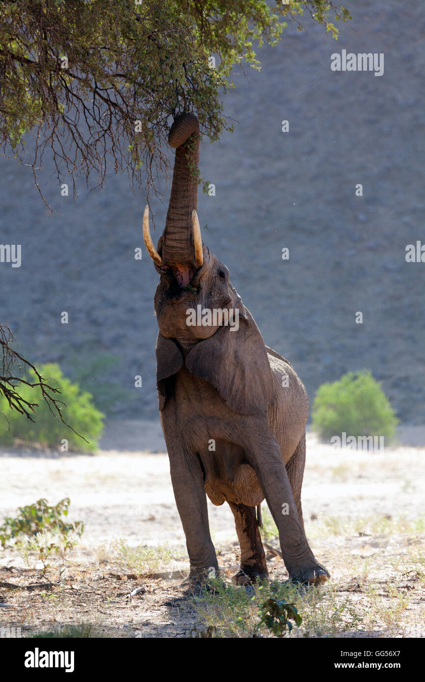 Le Damaraland Namibie désert adapté éléphants (Loxodonta africana) près de Doro Nawas. Elephant atteignant jusqu'aux branches d'un arbre Banque D'Images