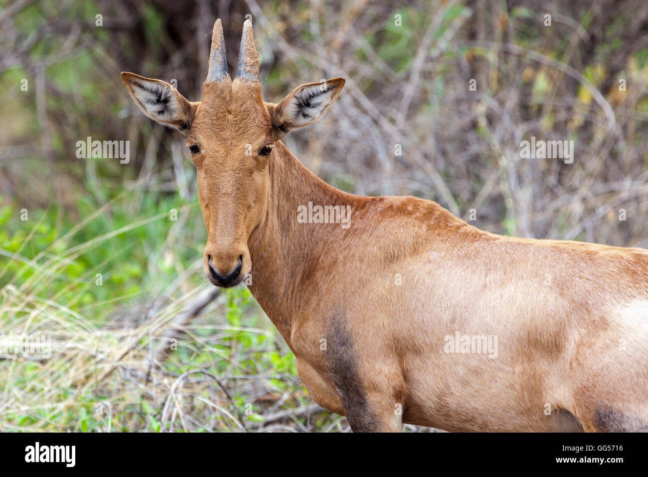 Parc National d'Etosha, Namibie (Alcelaphus buselaphus rouge bubale caama) Banque D'Images