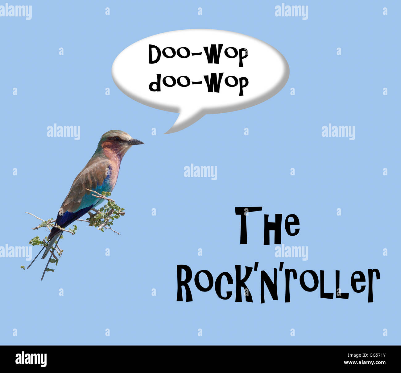 Lilac-breasted roller (Coracias caudatus) chante le rock and roll, un rock'n'roller. Banque D'Images