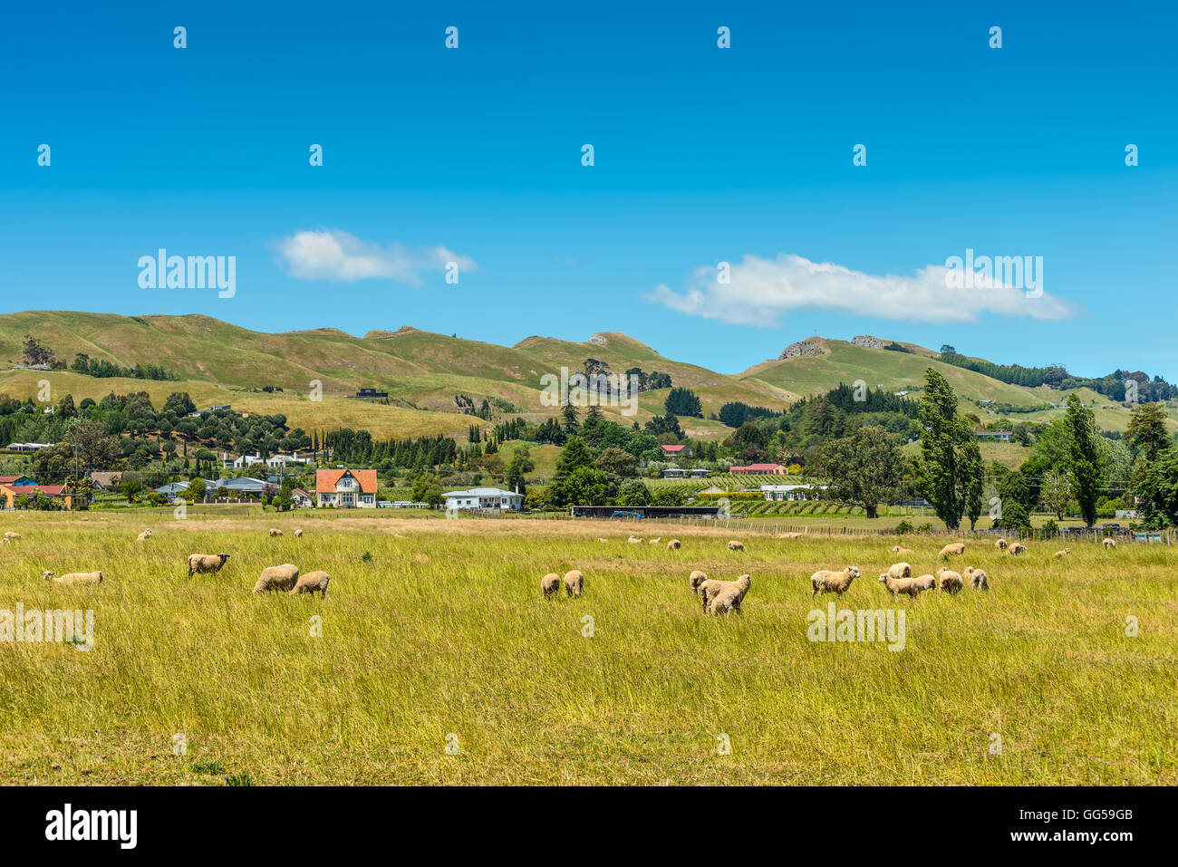Hill view farm zone rurale - les moutons dans les prés au premier plan - Île du Nord Nouvelle-zélande Banque D'Images