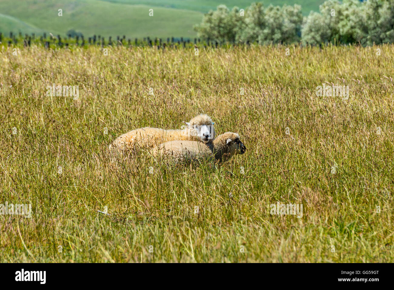 Les moutons se reposant dans les domaines de la Nouvelle-Zélande. Il y a 40 millions de moutons en Nouvelle-Zélande et 4 millions de personnes ! Banque D'Images