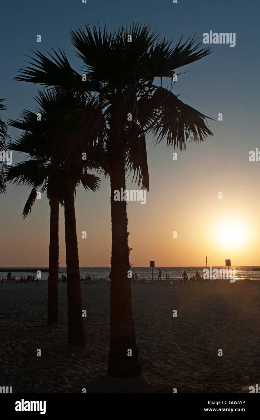 Tel Aviv, Israël : la plage, les palmiers et la mer Méditerranée au coucher du soleil Banque D'Images