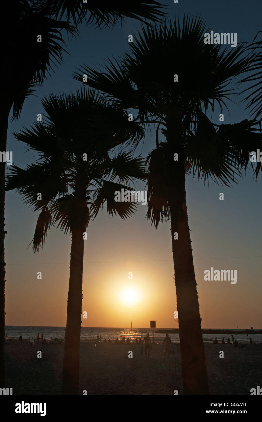 Tel Aviv, Israël : la plage, les palmiers et la mer Méditerranée au coucher du soleil Banque D'Images