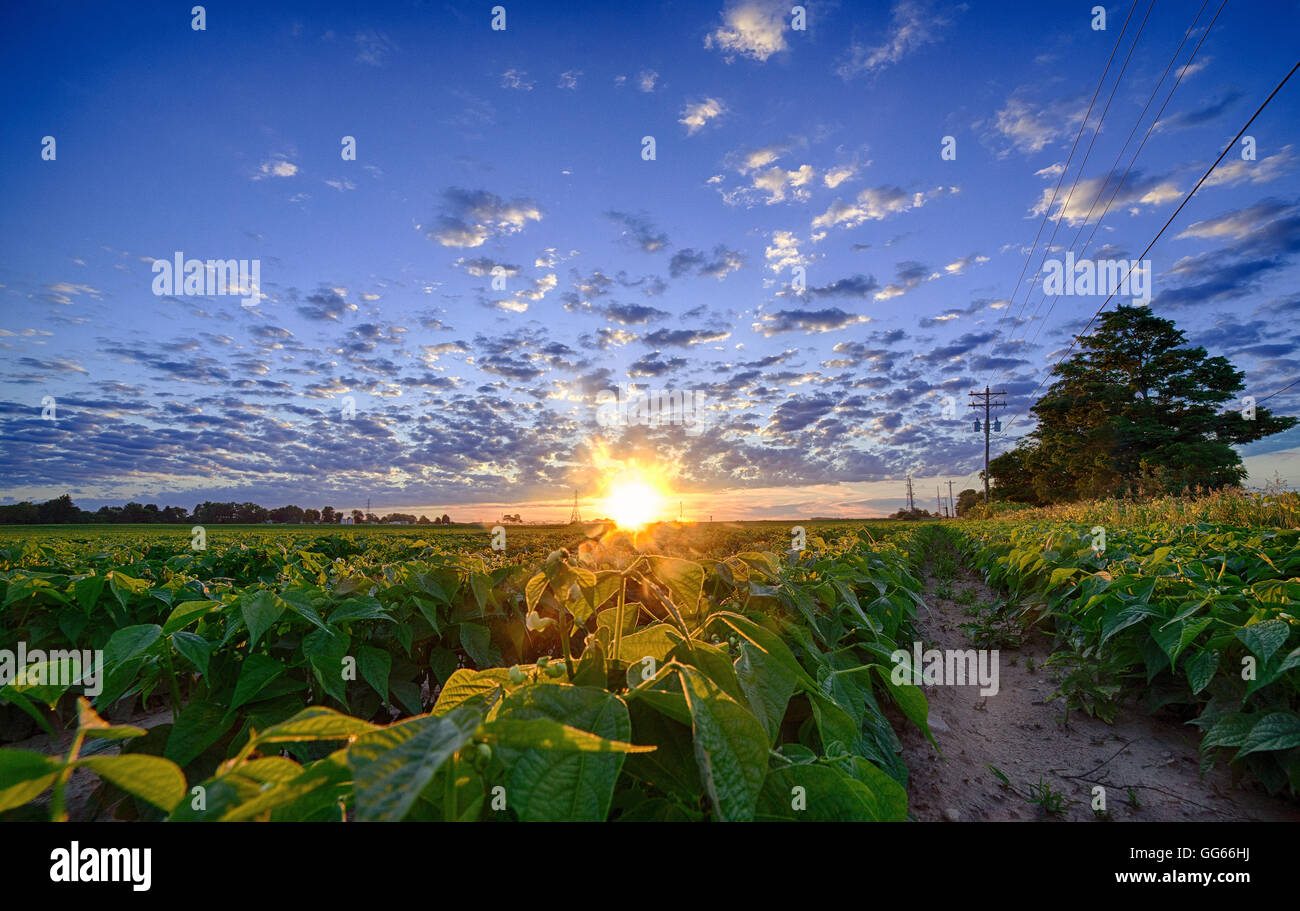 Paysage agricole rural Midwest Sunrise Soya Grand Angle champs colorés Banque D'Images