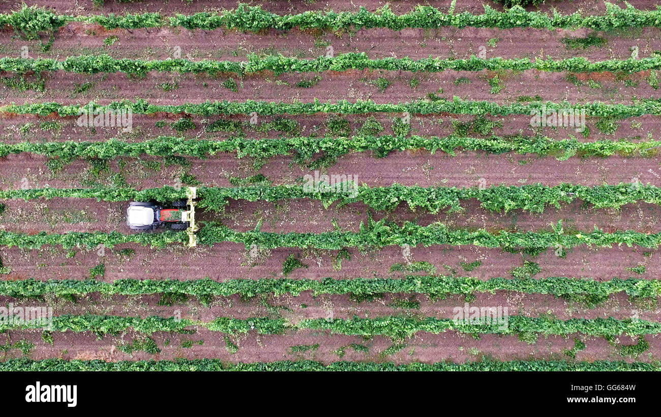 Vue aérienne d'une machine agricole tracteur travaillant dans un vignoble entre les lignes. Banque D'Images