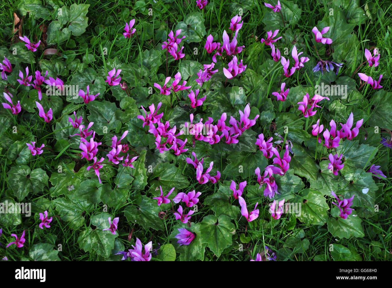 Un bouquet de fleurs de cyclamen au printemps UK Banque D'Images