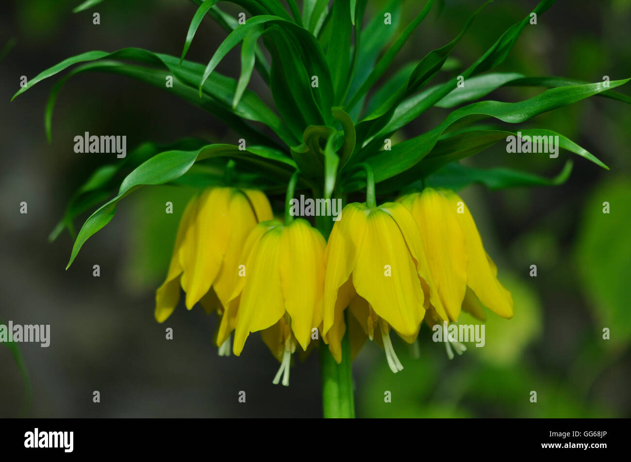 Couronne impériale en fleur. Banque D'Images