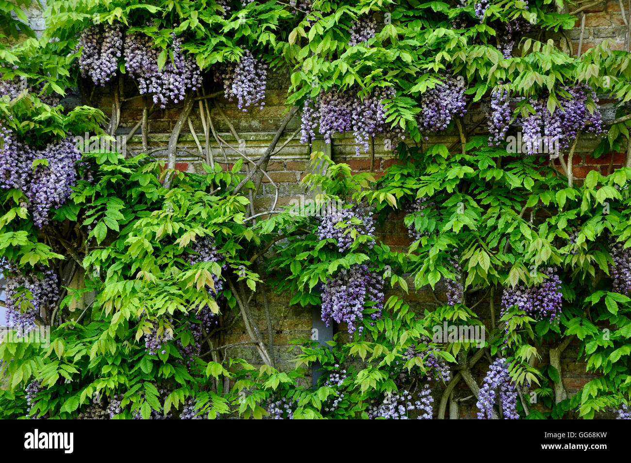 Une floraison glycine sur un mur dans un jardin UK Banque D'Images