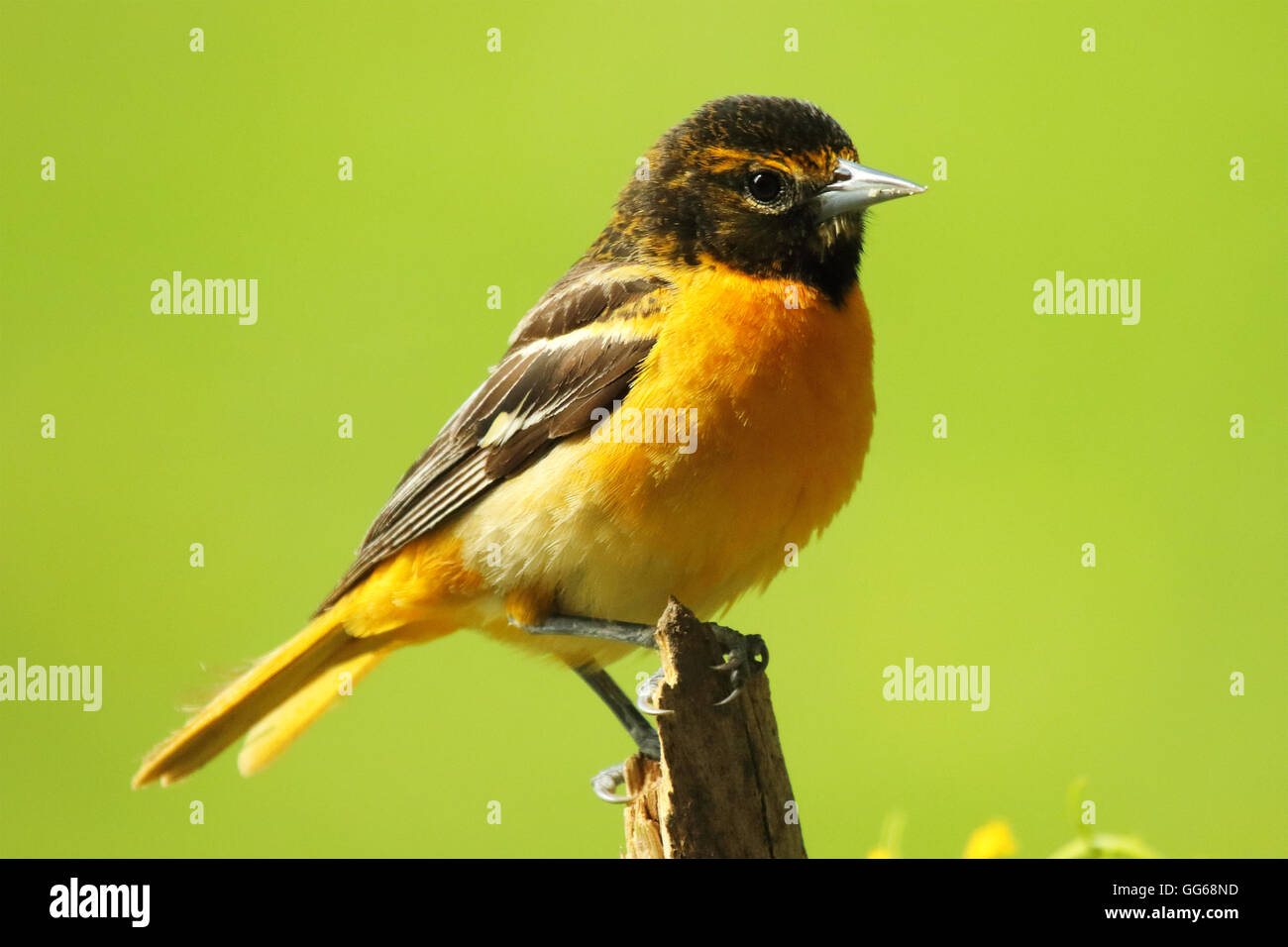 Une perchée hardiment l'Oriole de Baltimore. Banque D'Images