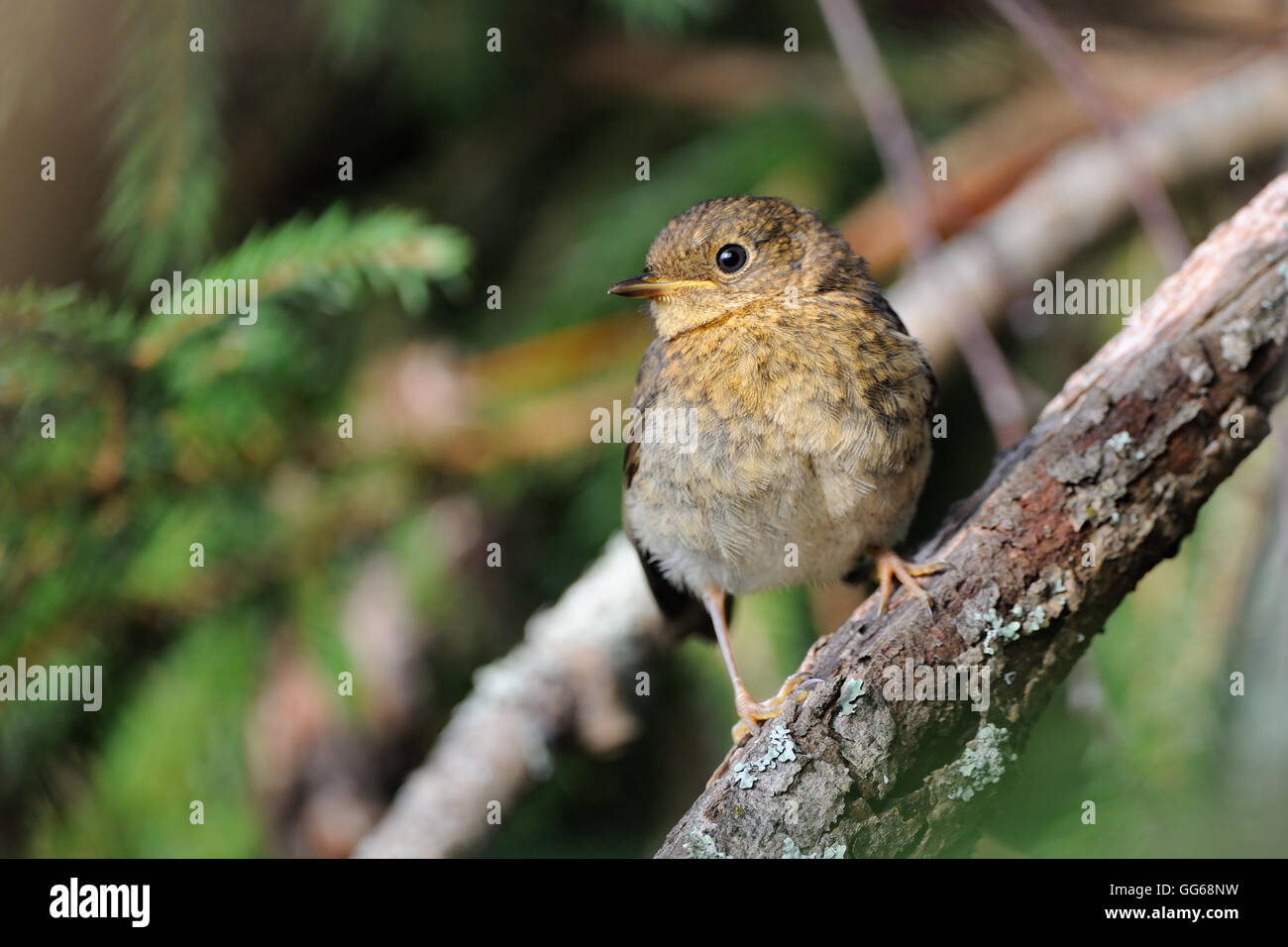 Européenne juvénile Robin (Erithacus rubecula aux abords) perching à branche d'arbre. Yaroslavl region, Russie Banque D'Images