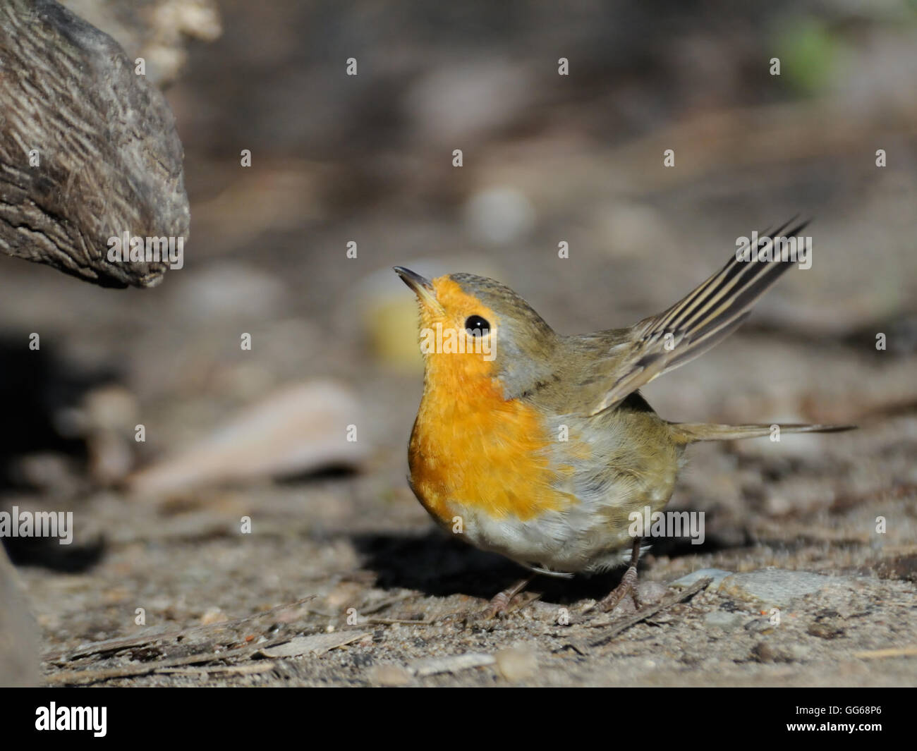 Les ailes battantes European Robin (Erithacus rubecula aux abords) à la masse. La région de Moscou, Russie Banque D'Images