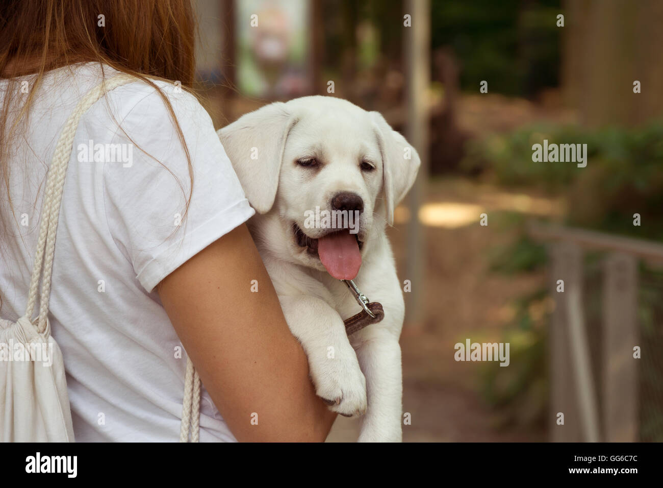 Labrador retriever dog sur le bras avec sa langue traîner - chien paresseux Banque D'Images