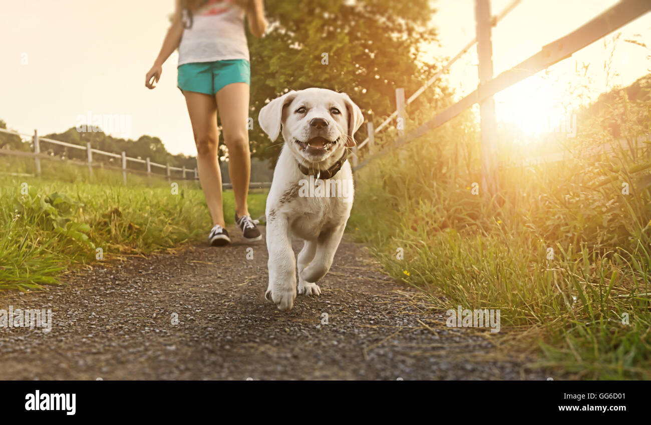 Marche une jeune femme avec chien au coucher du soleil à côté d'un paddock - Labrador, chiot exécutant avec joli visage Banque D'Images