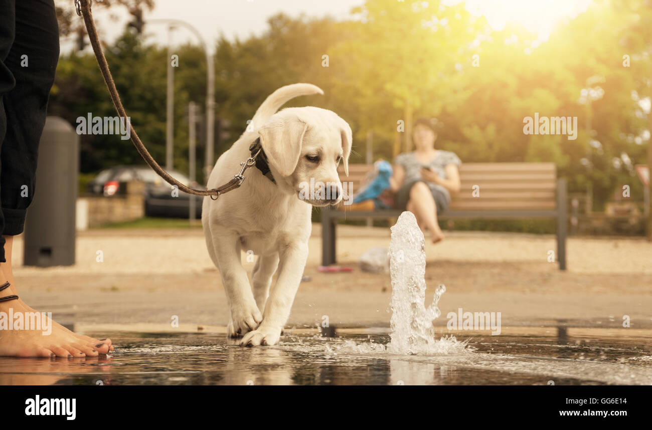 Labrador retriever chiot à curieusement à un jet d'eau dans le parc pendant une marche en laisse - faire une promenade avec votre chien Banque D'Images