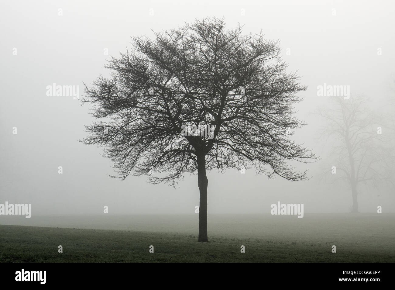 Misty, Victoria Park, Bristol, Angleterre, Royaume-Uni, Europe Banque D'Images