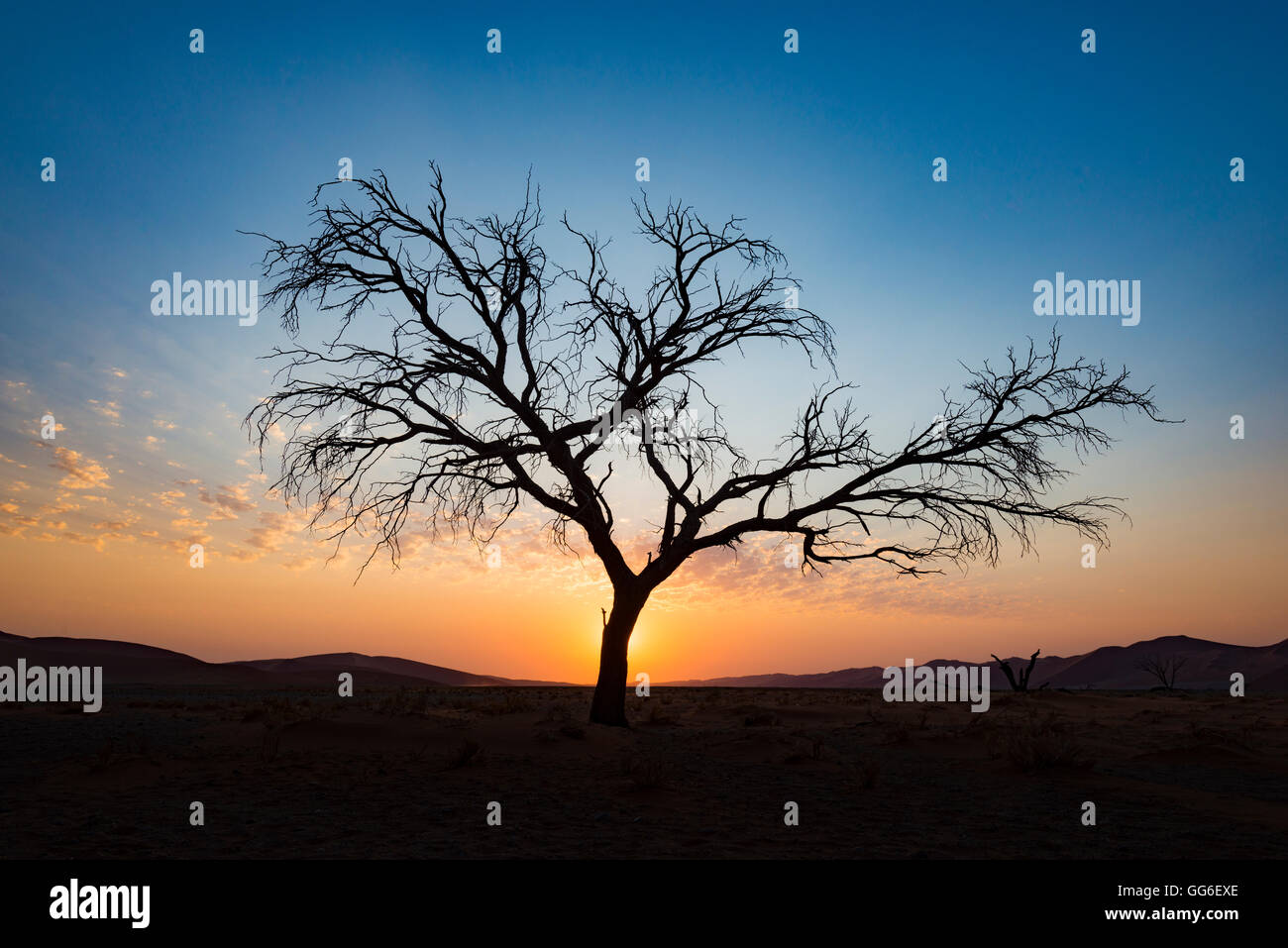 Acacia arbre près dune 45 dans le désert du Namib au coucher du soleil, Sossusvlei, Namin-Naukluft Park, Namibie, Afrique Banque D'Images