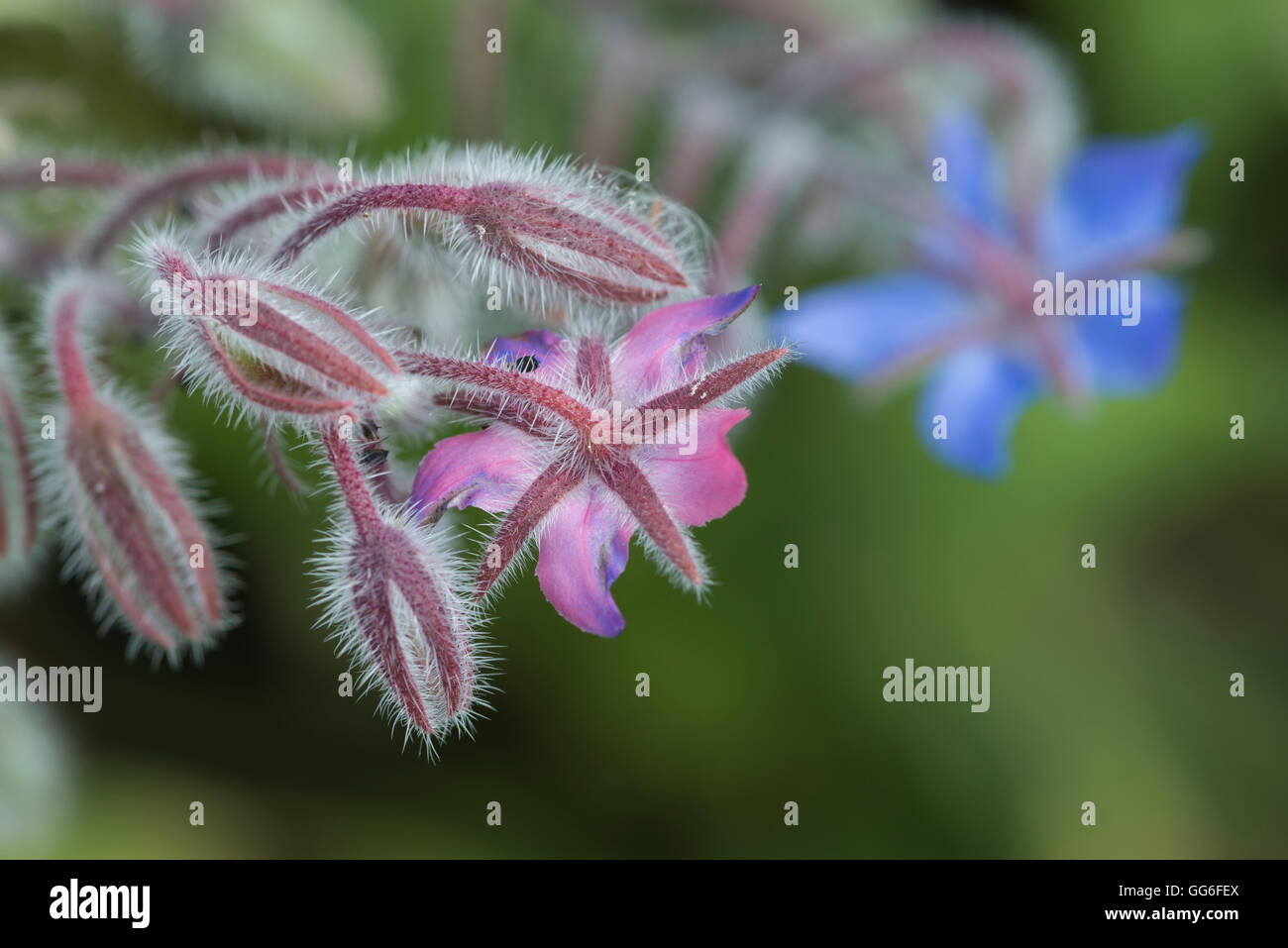 Fleurs de bourrache Banque D'Images