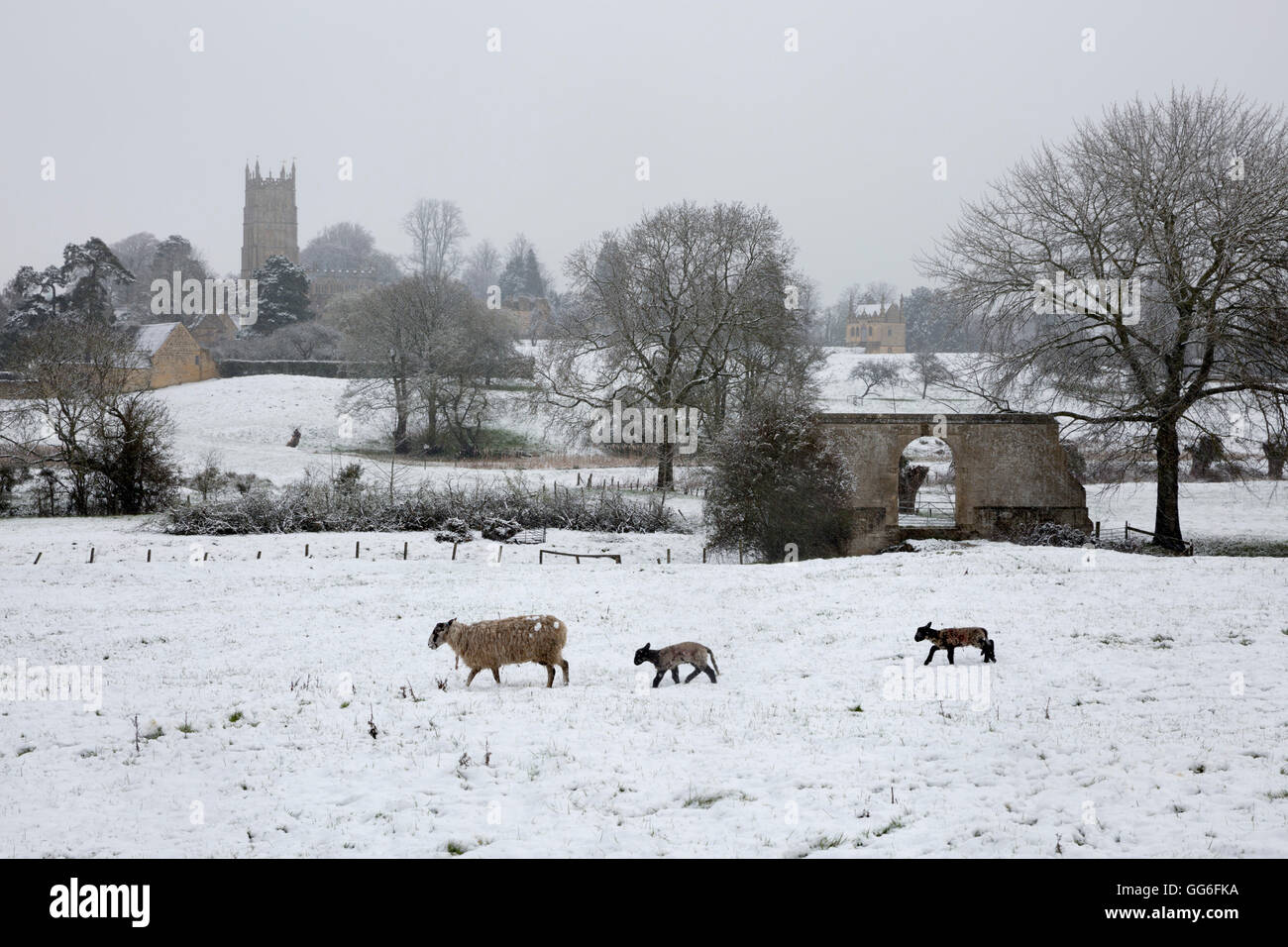 Église St James' et les brebis avec agneaux dans la neige, Chipping Campden, Cotswolds, Gloucestershire, Angleterre, Royaume-Uni, Europe Banque D'Images