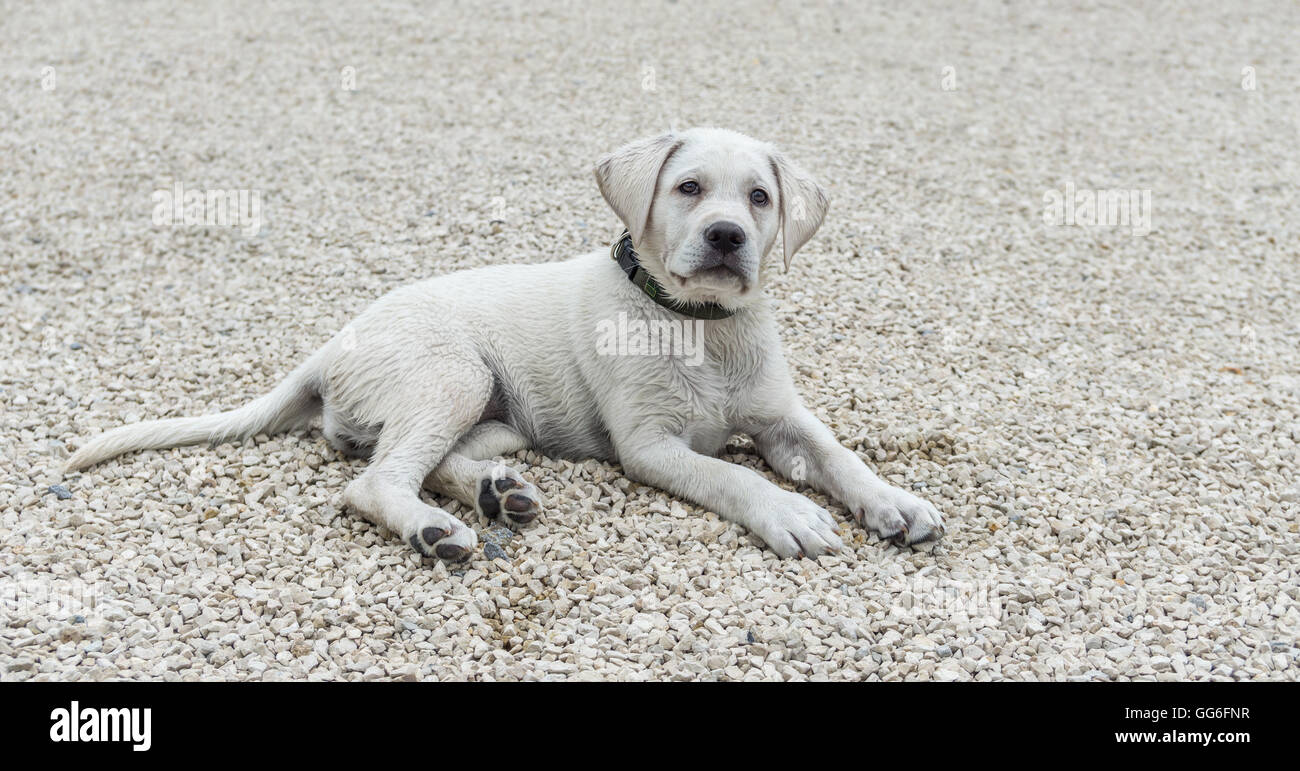 Labrador, chiot gisant sur le sol et l'air doux - chien fidèle Banque D'Images