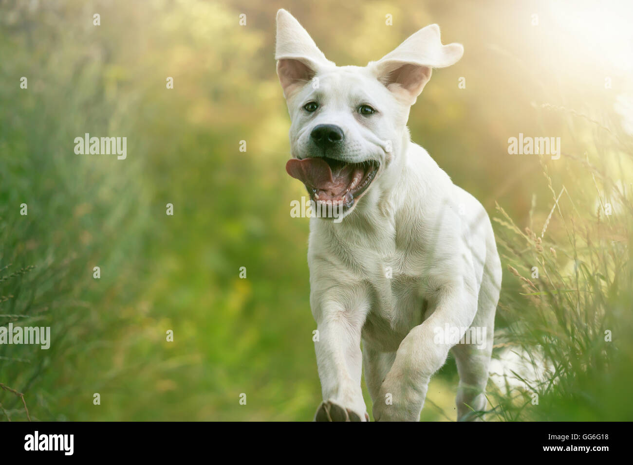 Jeune chiot Labrador fonctionne sur une prairie au soleil avec sa langue traîner - Chien en action Banque D'Images