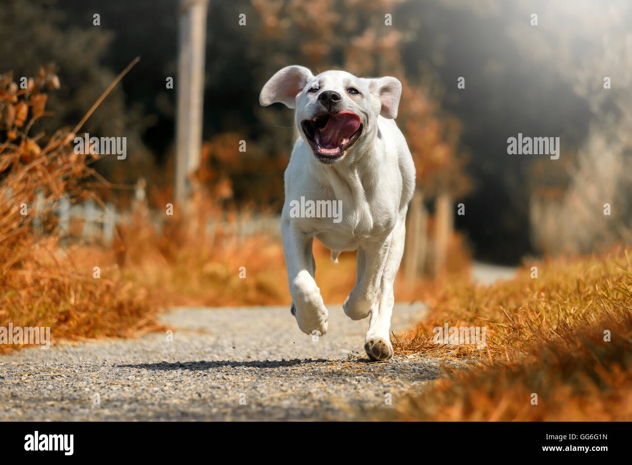 Un jeune chien - chiot labrador - en cours de soleil sur un chemin à pleine vitesse avec sa langue hanging out Banque D'Images
