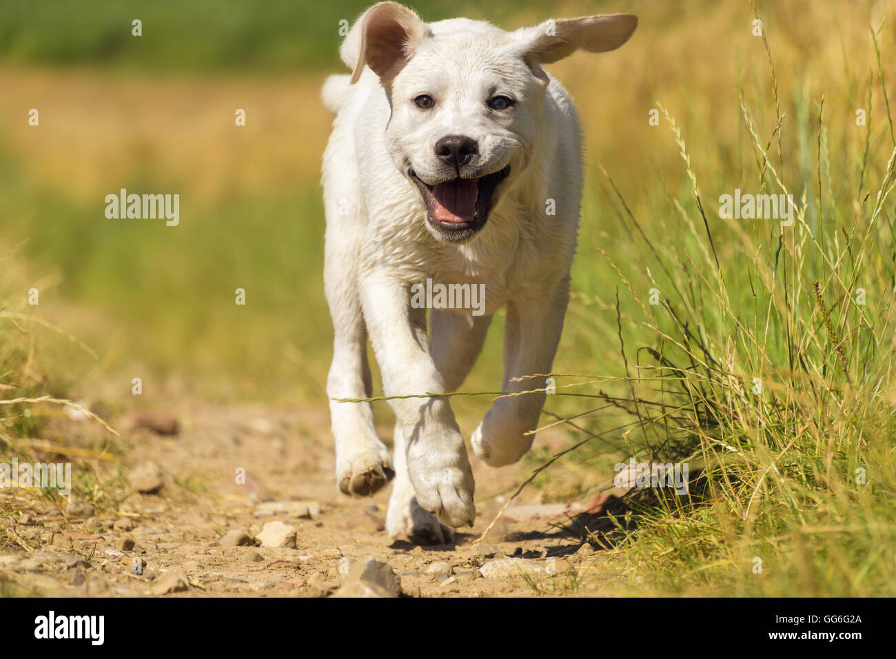 Un jeune chien - Labrador, chiot - fonctionne sur une prairie au soleil avec un visage souriant - Funny dog en action Banque D'Images