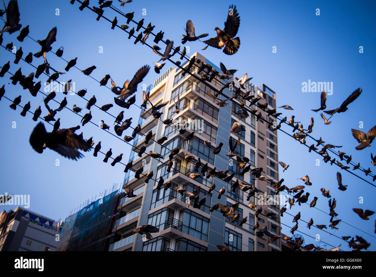 Vue d'un groupe de pigeons perchés sur les fils électriques, la ville de Yangon, Myanmar. Banque D'Images