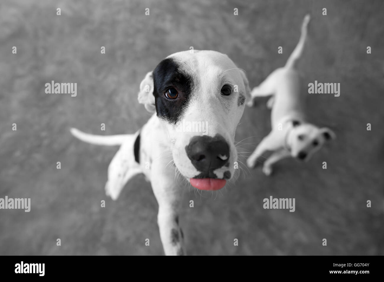 Funny dog est un mignon petit chien noir et blanc jusqu'à la avec son copain à l'arrière-plan en se demandant ce qui se passe. Banque D'Images