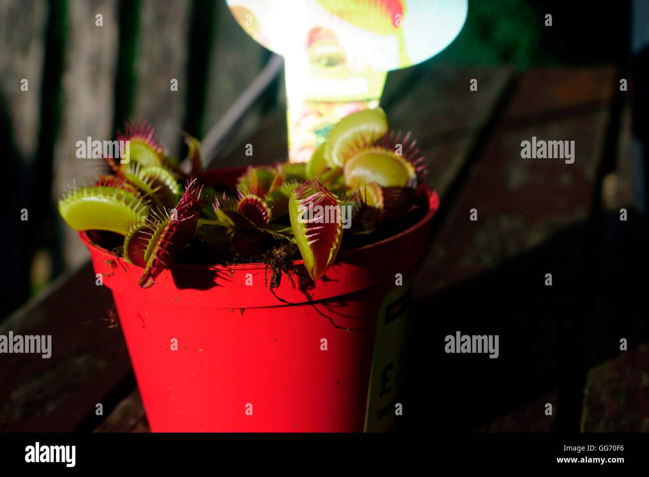 DIONAEA. VENUS FLY TRAP' Banque D'Images